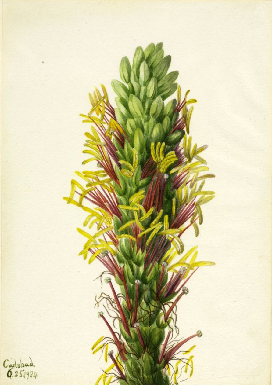 Lechuguilla Agava lechuguilla, 1934. 作者 玛丽·沃克斯·沃尔科特