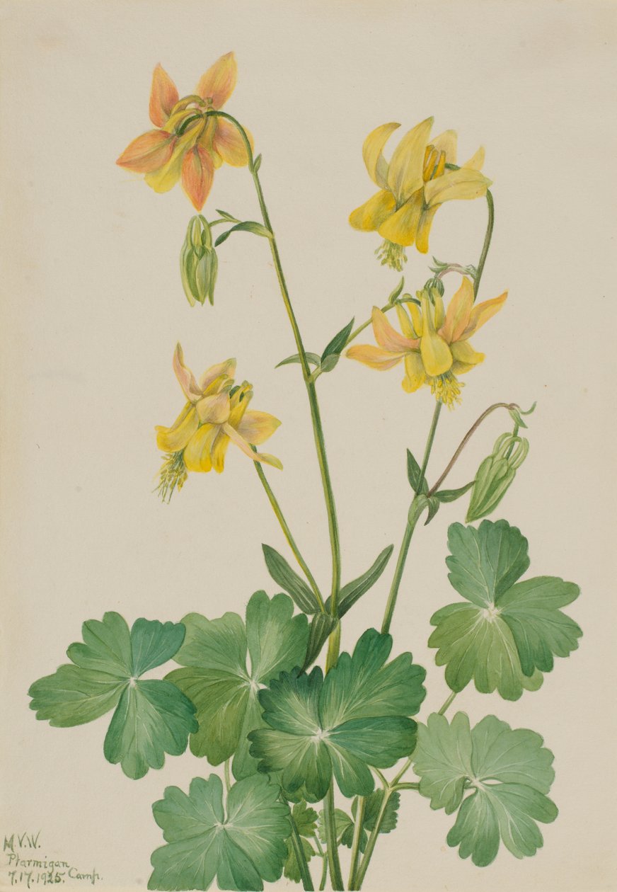 柠檬哥伦布（Aquilegia flavescens） 作者 玛丽·沃克斯·沃尔科特