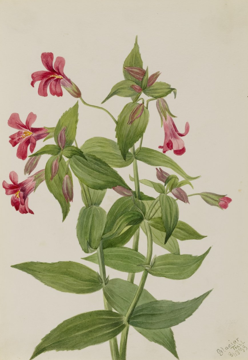 路易斯猴花（Mimulus lewisii） 作者 玛丽·沃克斯·沃尔科特