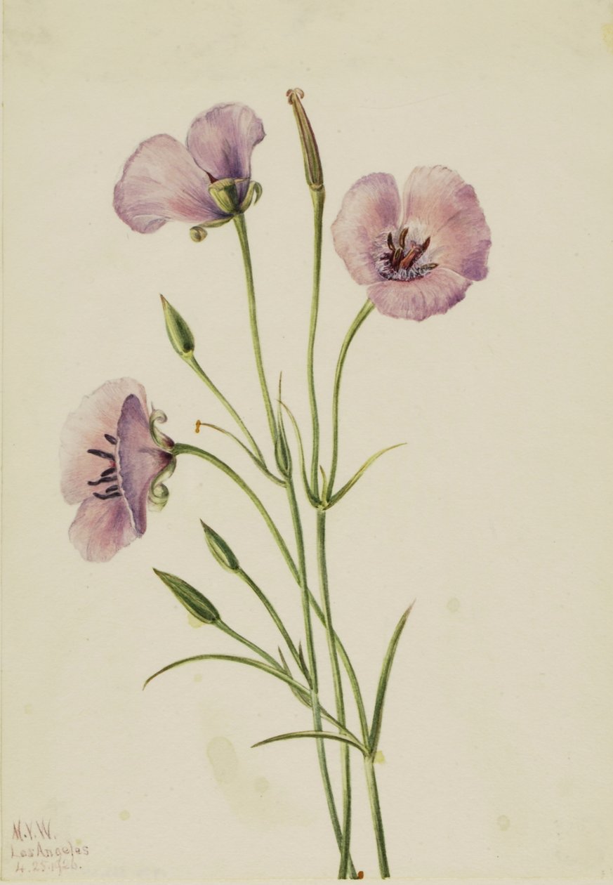 丁香马利珀萨（Calochortus splendens） 作者 玛丽·沃克斯·沃尔科特