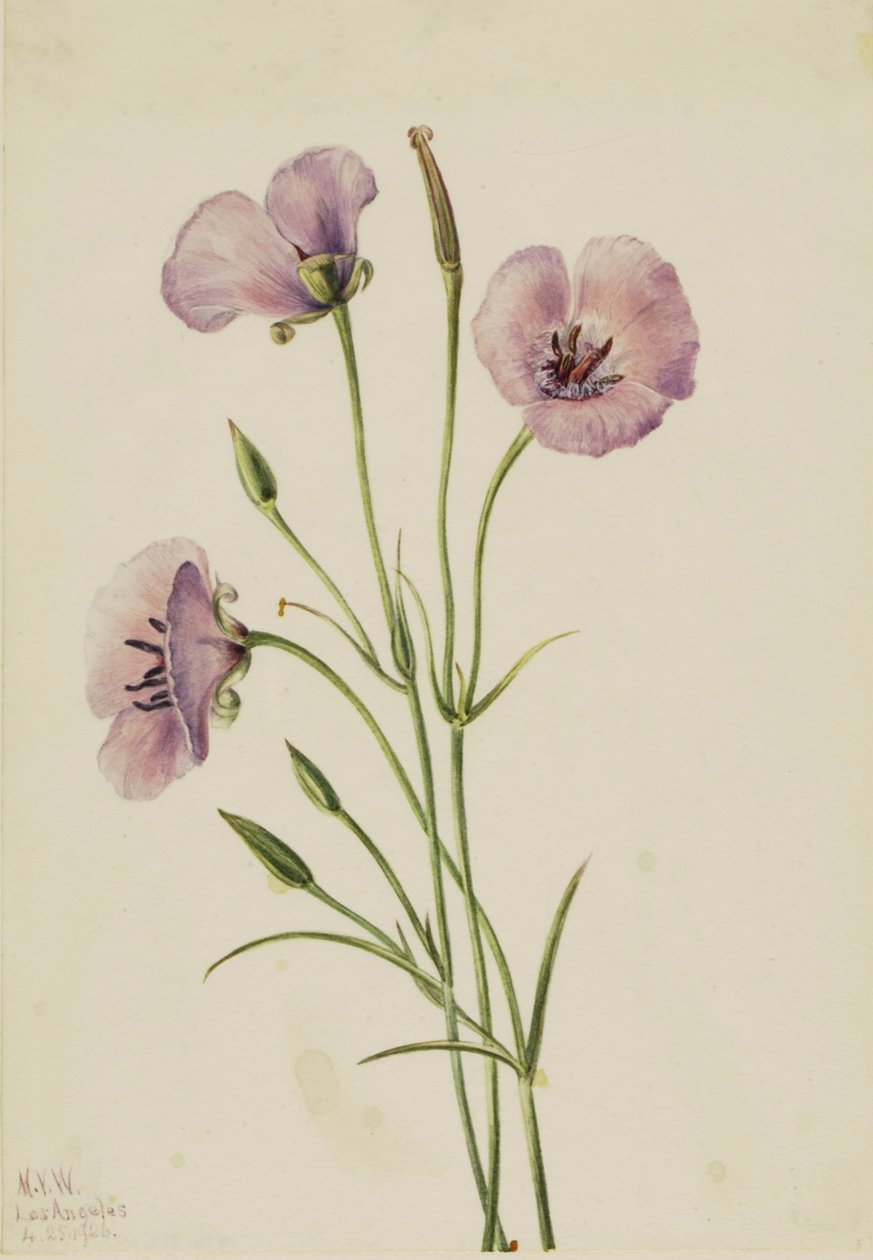 Lilac Mariposa Calochortus splendens, 1926. 作者 玛丽·沃克斯·沃尔科特