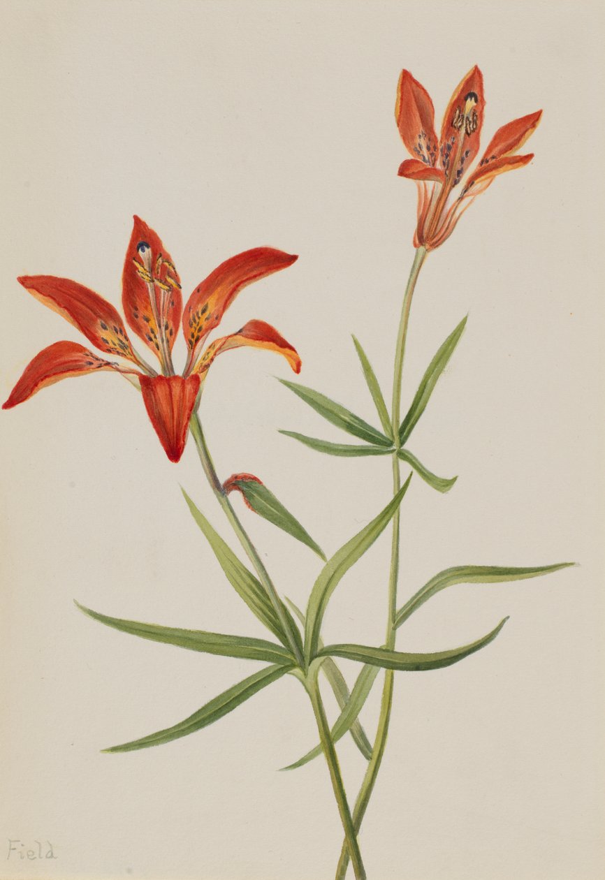 百合花Lilium montanum，约1900-1920。 作者 玛丽·沃克斯·沃尔科特