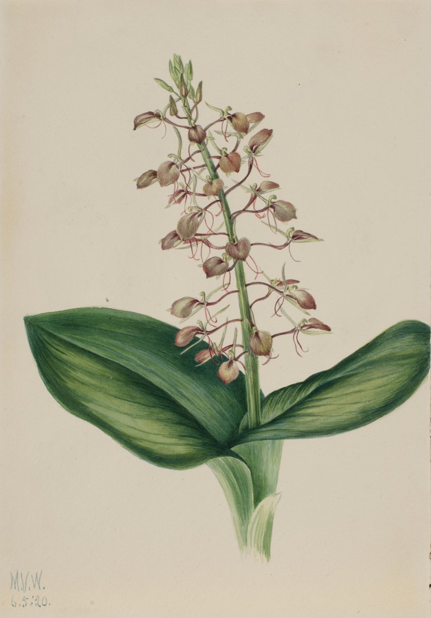 百合花（Liparis liliifolia） 作者 玛丽·沃克斯·沃尔科特