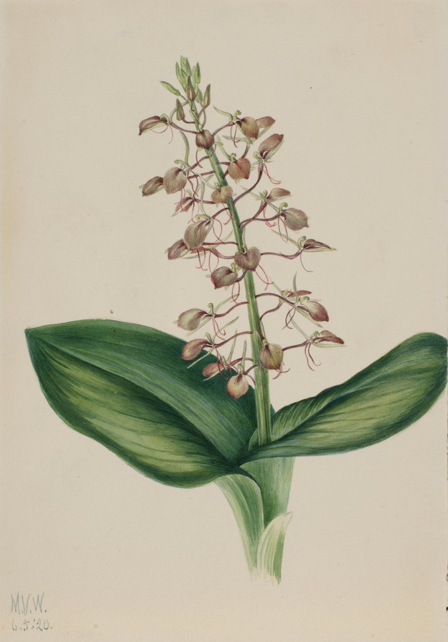 Lily Twayblade Liparis liliifolia, 1920. 作者 玛丽·沃克斯·沃尔科特