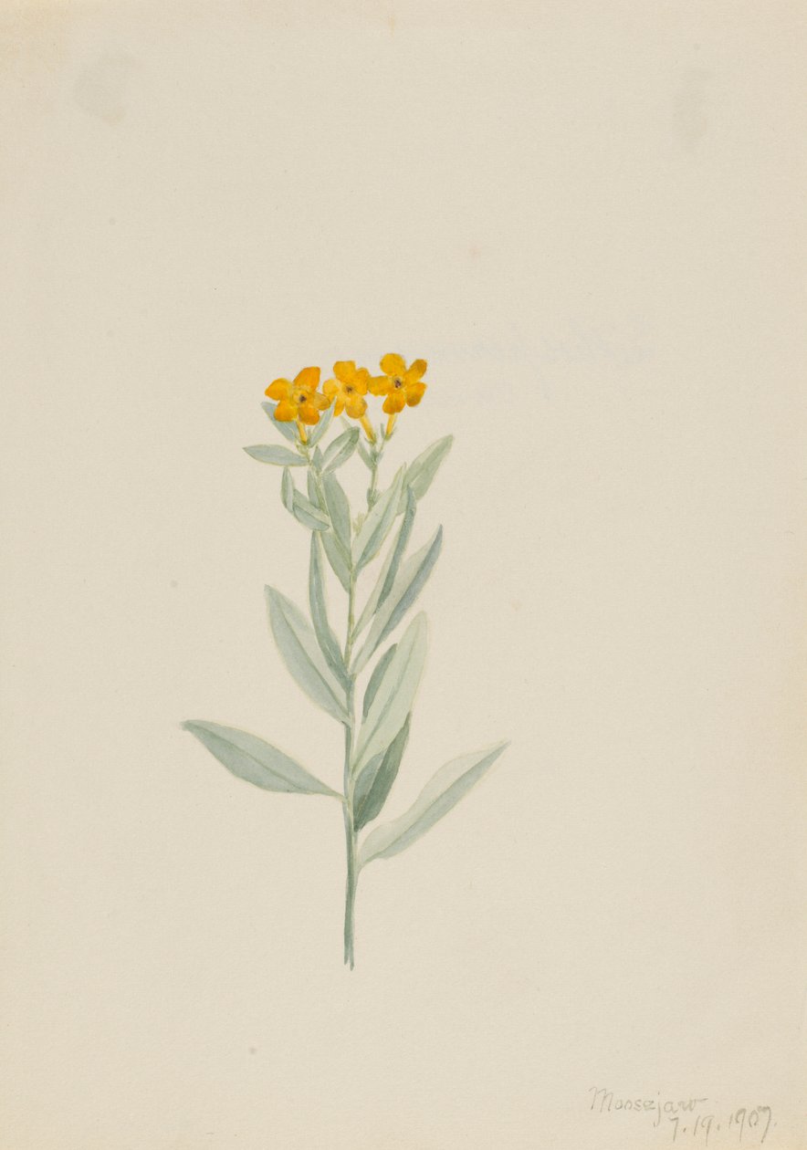 Lithospermum canescens 作者 玛丽·沃克斯·沃尔科特