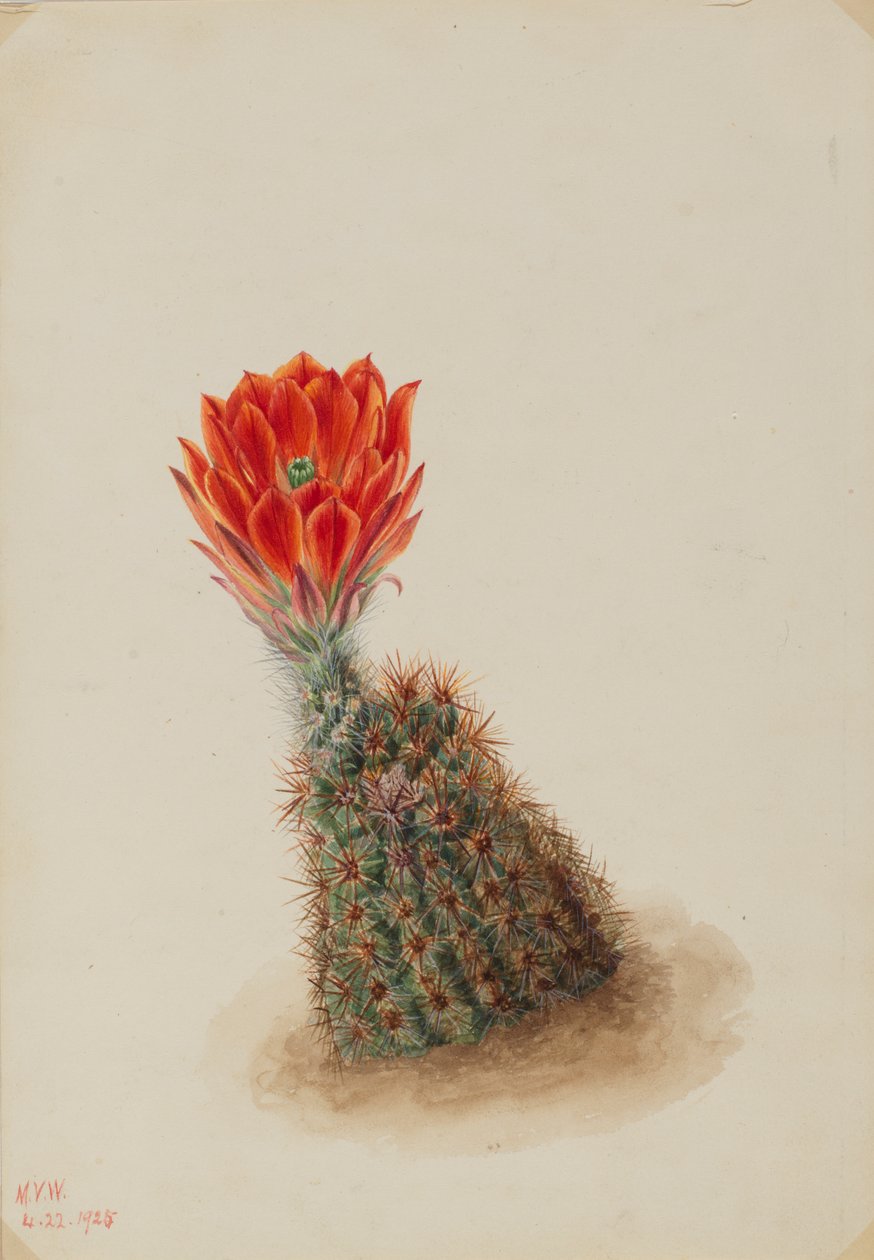 劳埃德的草莓仙人掌 Echinocereus lloydii, 1925. 作者 玛丽·沃克斯·沃尔科特