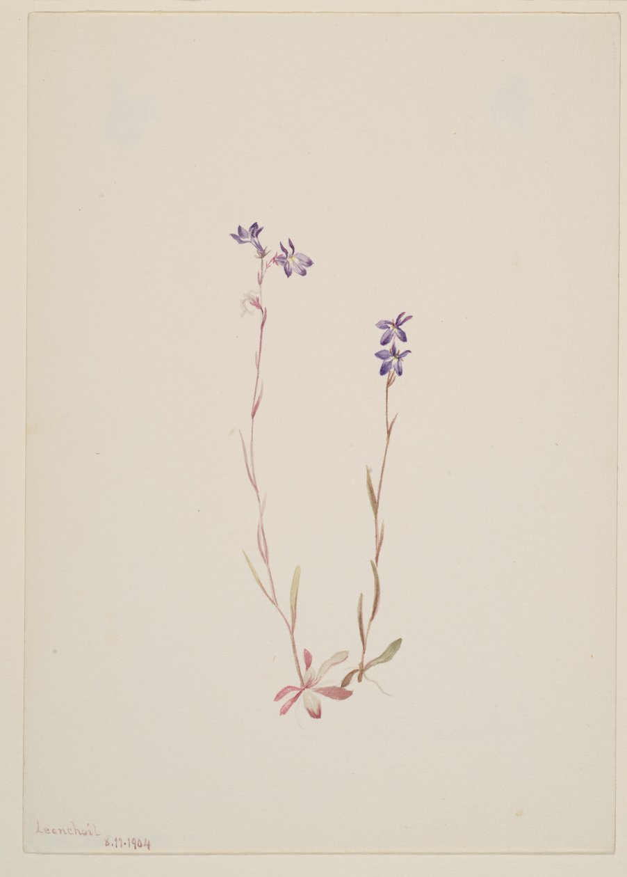 Lobelia Kalmii 作者 玛丽·沃克斯·沃尔科特