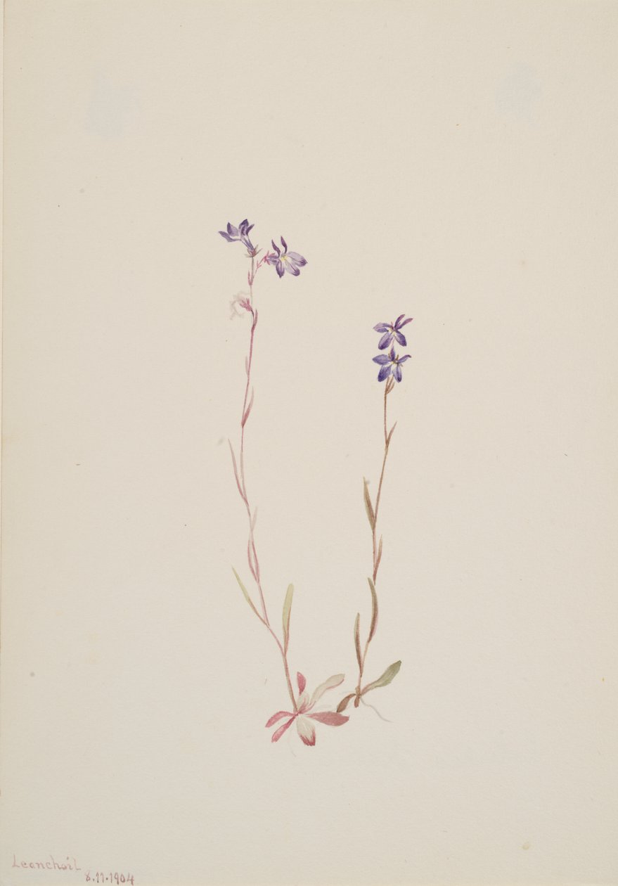 Lobelia Kalmii, 1904. 作者 玛丽·沃克斯·沃尔科特