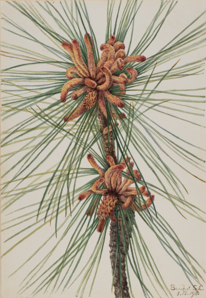 Loblolly Pine Pinus taeda, 1918。 作者 玛丽·沃克斯·沃尔科特