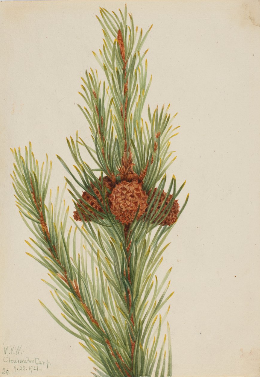 落叶松（Pinus Contorta murrayana） 作者 玛丽·沃克斯·沃尔科特