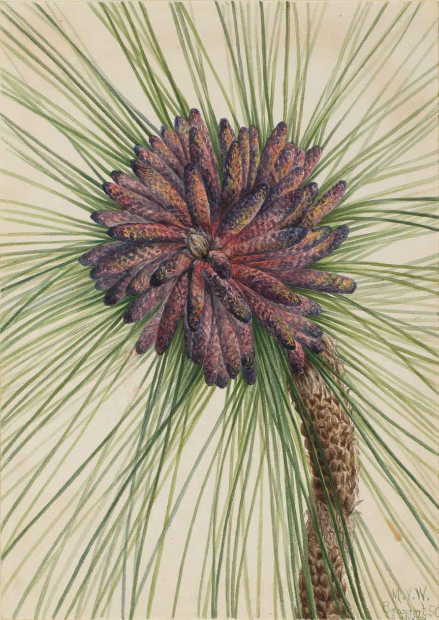 长叶松（Pinus palustris） 作者 玛丽·沃克斯·沃尔科特