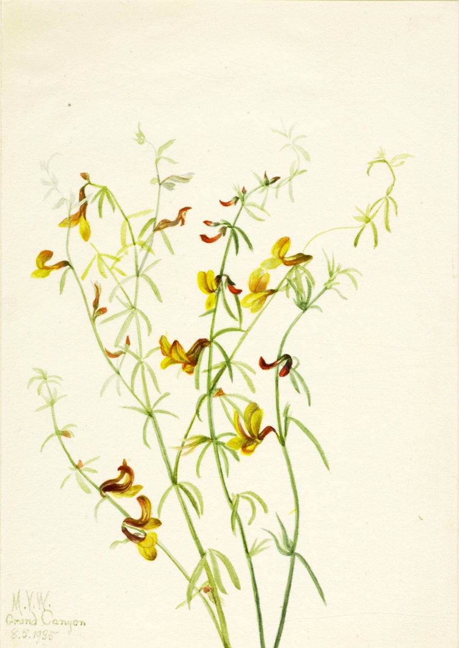 Lotus puberulus, 1935. 作者 玛丽·沃克斯·沃尔科特
