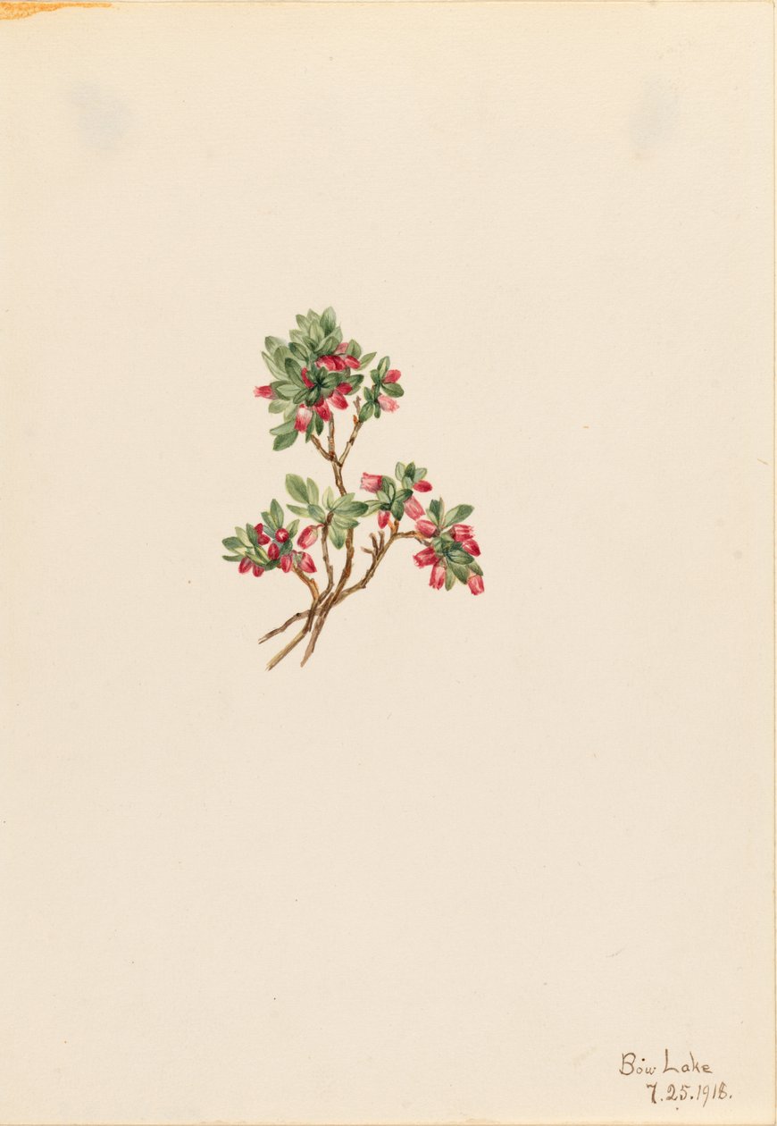 低矮的胡枝子（Vaccinium caespitosum） 作者 玛丽·沃克斯·沃尔科特