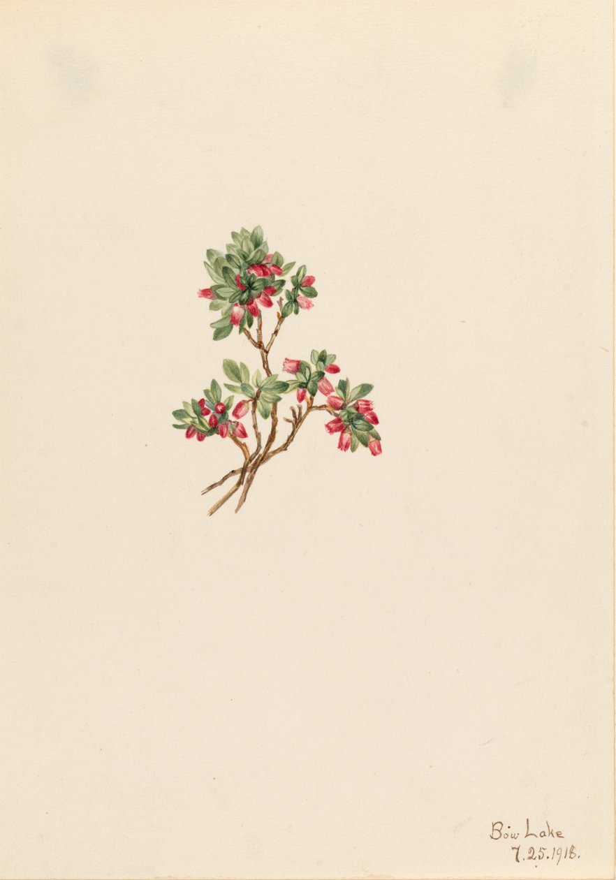 Low Whortleberry Vaccinium caespitosum, 1918. 作者 玛丽·沃克斯·沃尔科特