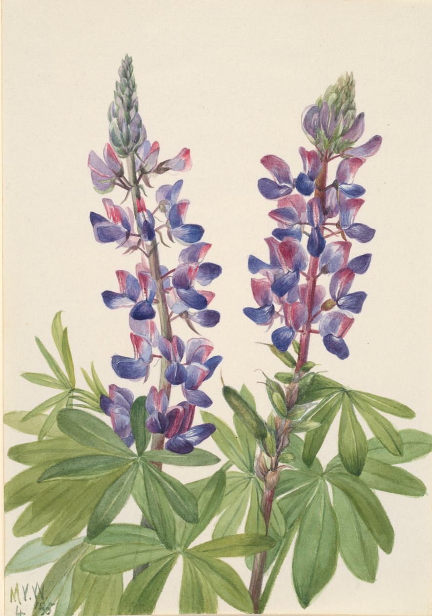 羽扇豆 Lupinus fornosus, 1935. 作者 玛丽·沃克斯·沃尔科特