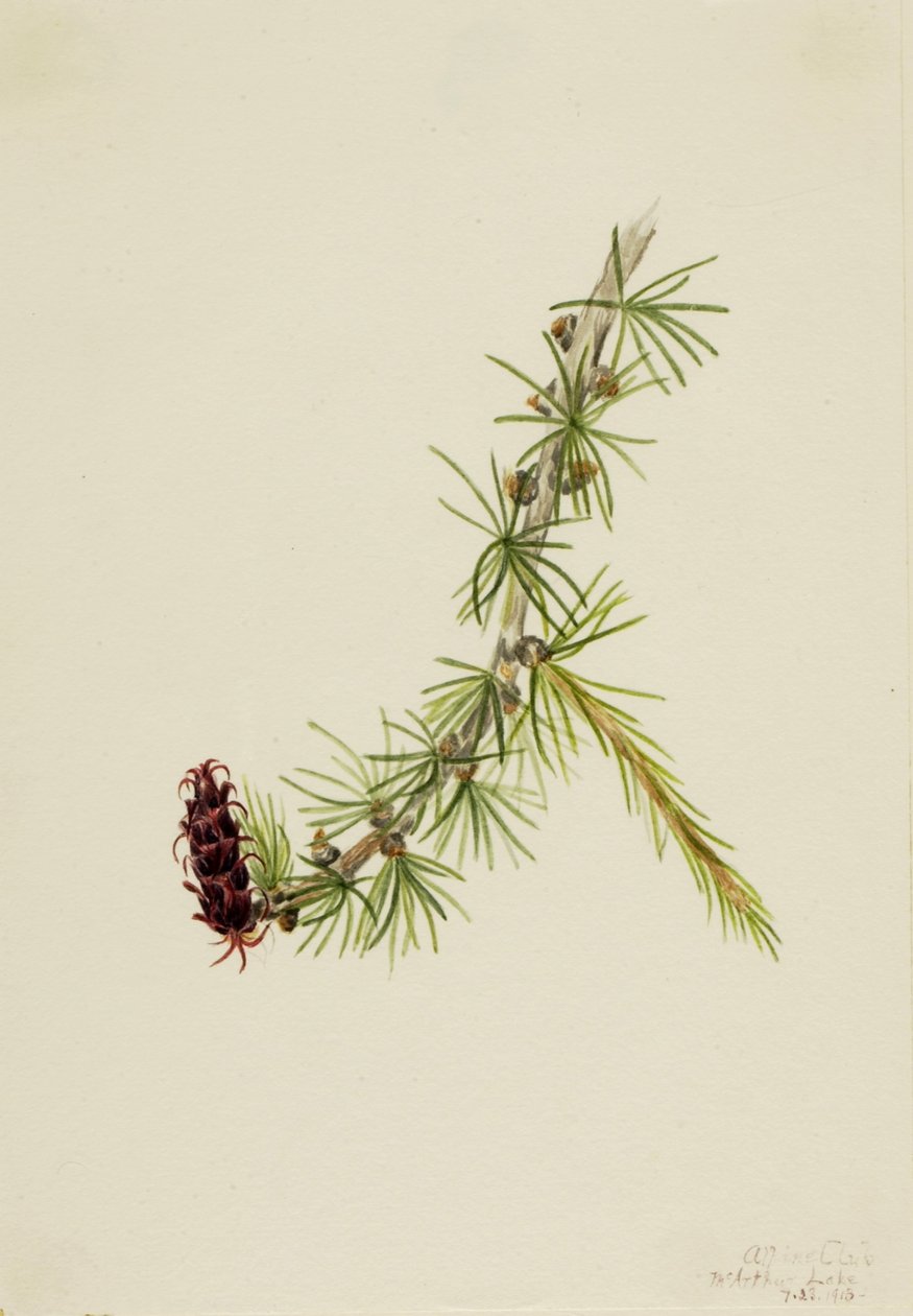 莱尔落叶松（Larix lyallii） 作者 玛丽·沃克斯·沃尔科特