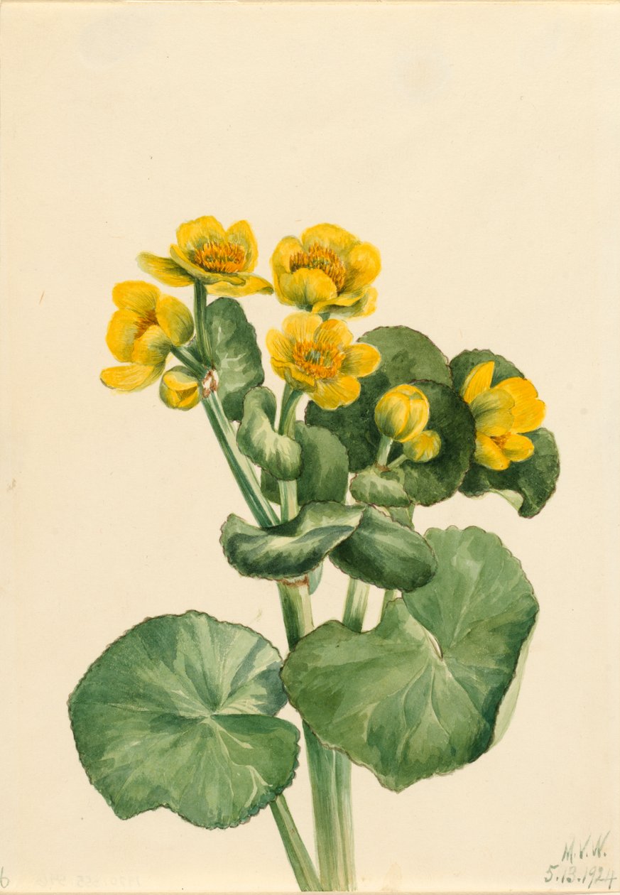 Marsh Marigold Caltha palustris, 1924. 作者 玛丽·沃克斯·沃尔科特