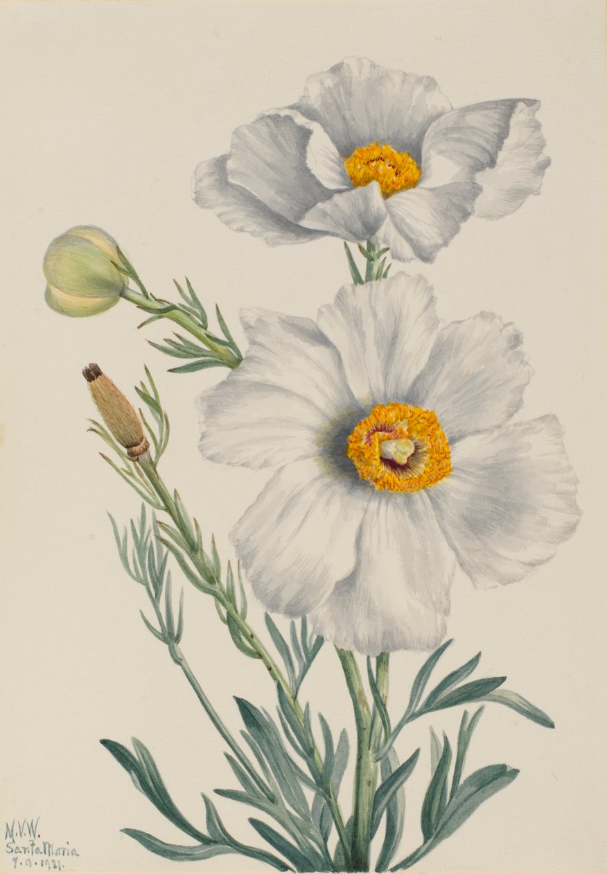 马蒂利亚罂粟（Romneya coulteri） 作者 玛丽·沃克斯·沃尔科特