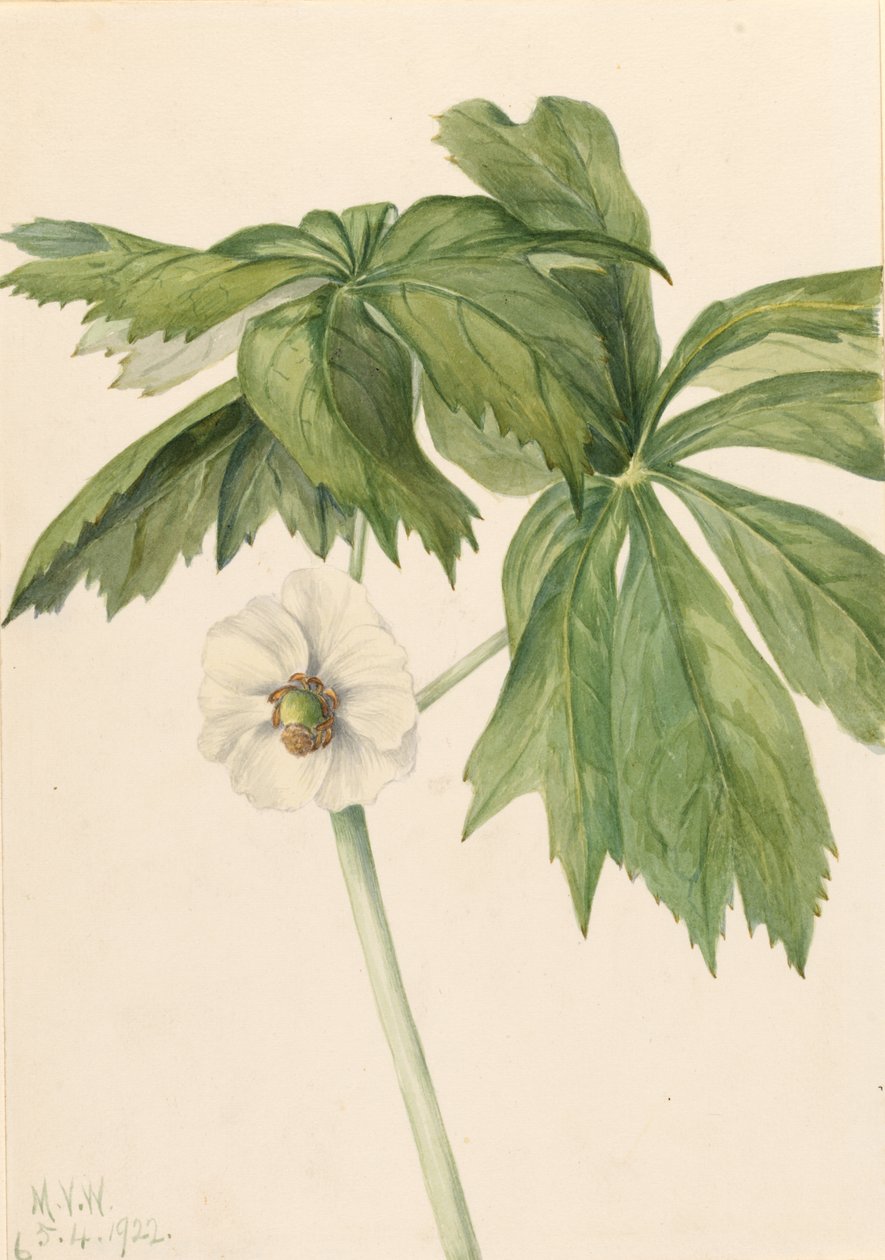 五月莓（Podphyllum paltatum） 作者 玛丽·沃克斯·沃尔科特