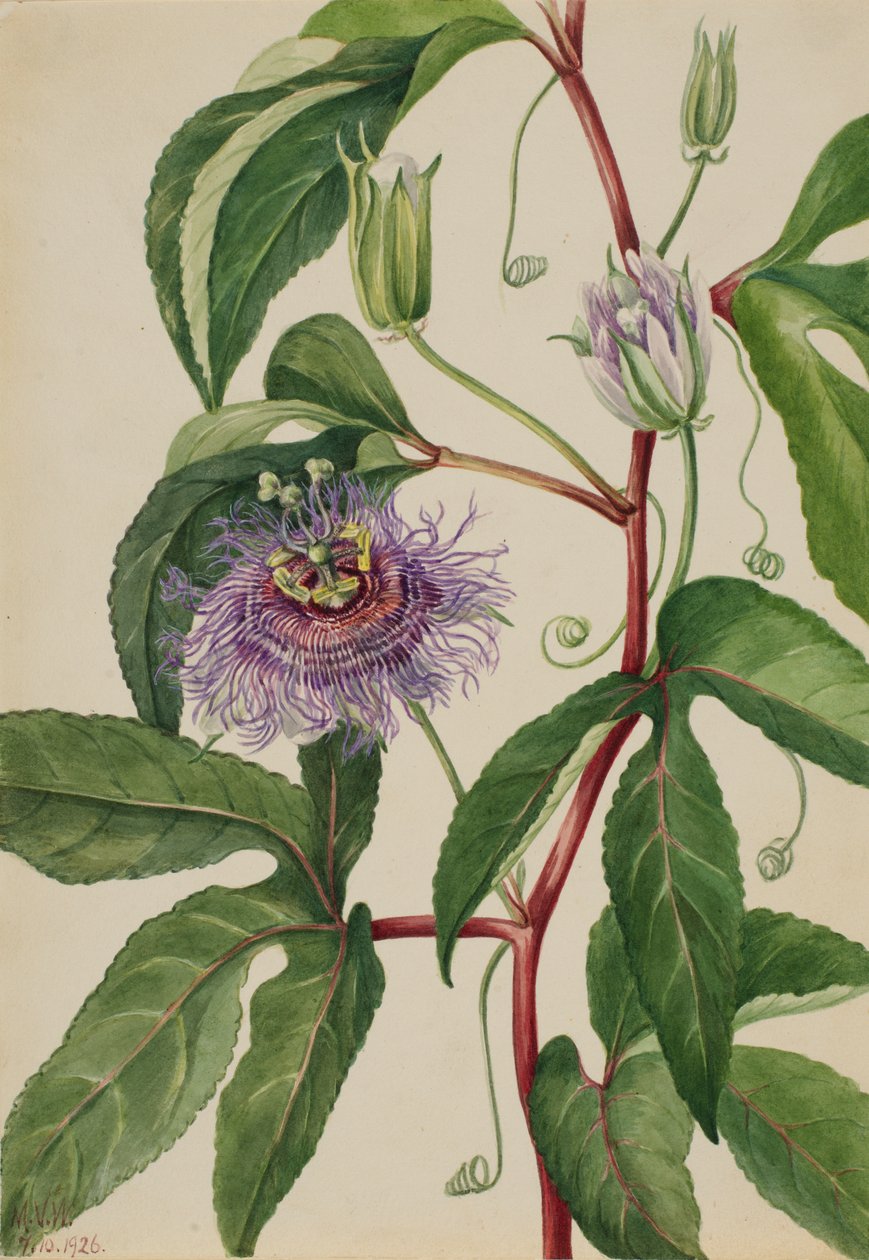 Maypop Passiflora incarnata, 1926. 作者 玛丽·沃克斯·沃尔科特