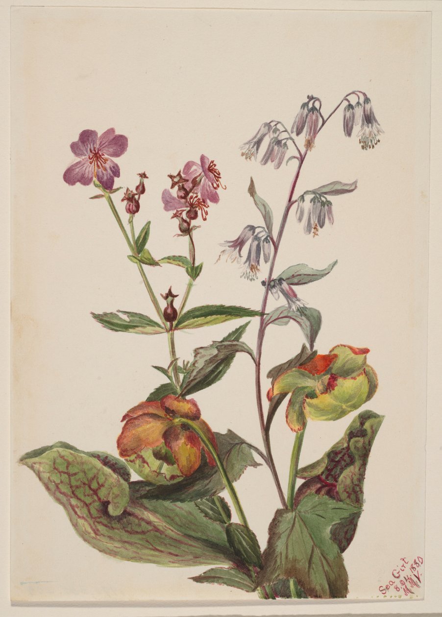 草地美人（Rhexia virginica）、响尾蛇狍（Nabalus albus）、垂盆草（Sarracenia purpurea） 作者 玛丽·沃克斯·沃尔科特