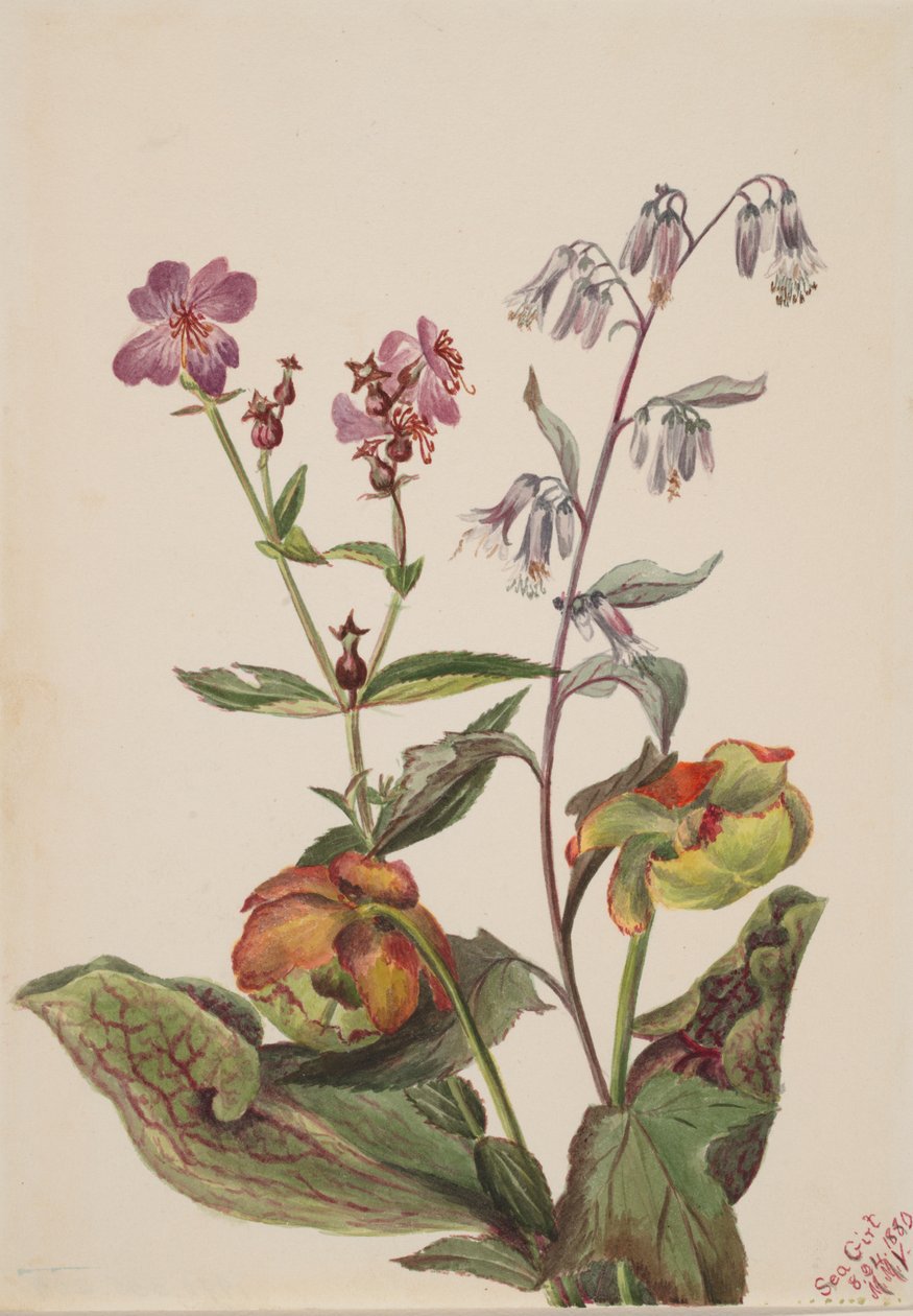 Meadow Beauty Rhexia virginica, Rattlesnake Roat Nabalus albus, Pitcherplant..., 1880. 作者 玛丽·沃克斯·沃尔科特