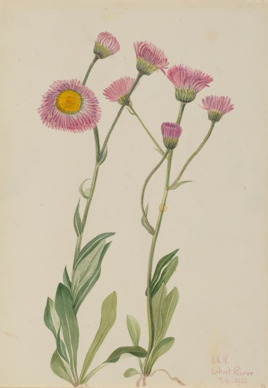 草地马鞭草（Erigeron speciosus） 作者 玛丽·沃克斯·沃尔科特