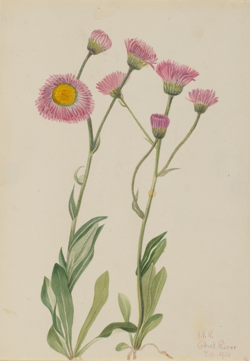 Meadow Fleabane Erigeron speciosus, 1920. 作者 玛丽·沃克斯·沃尔科特