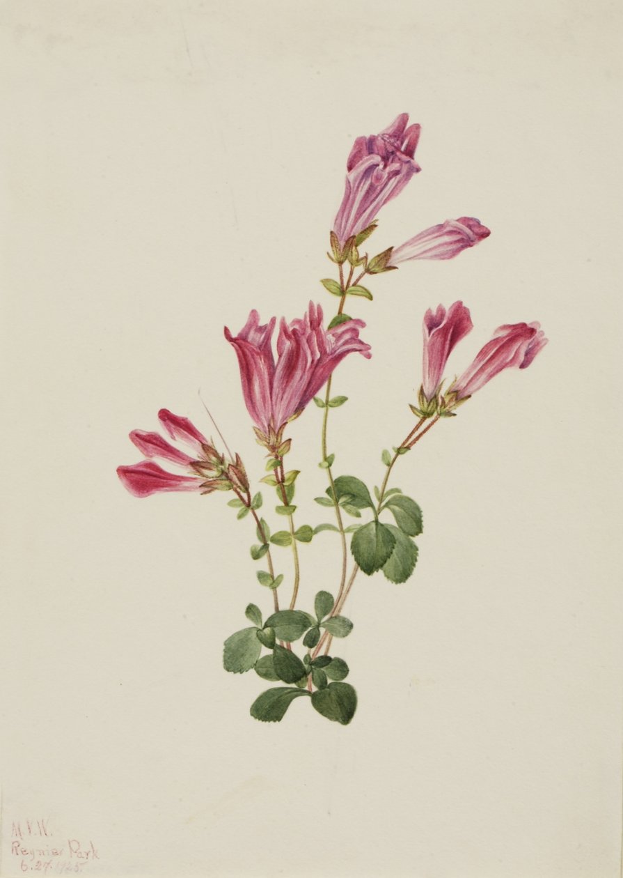 孟氏五步蛇（Pentstemon menziesii) 作者 玛丽·沃克斯·沃尔科特