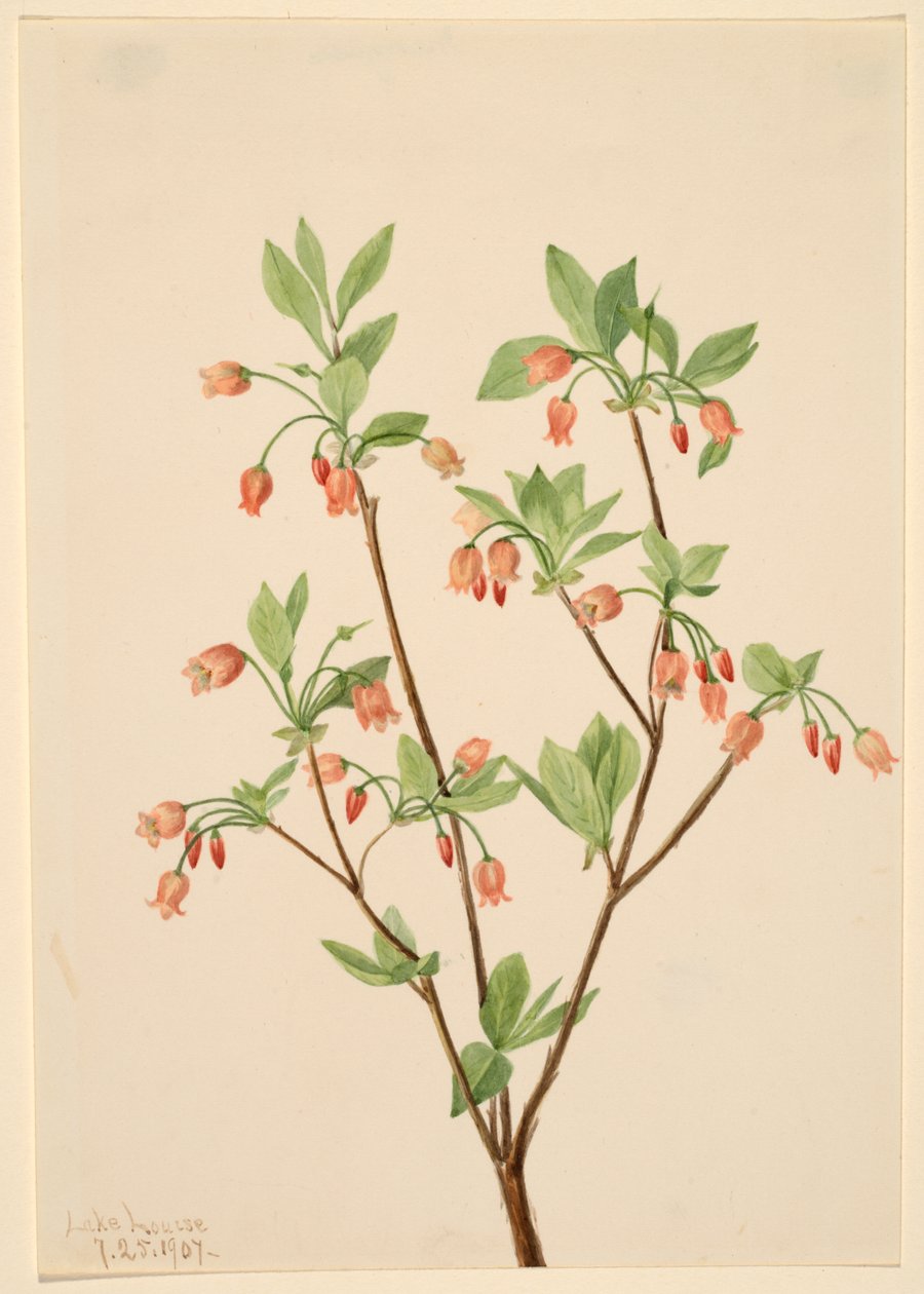 蝶形花（Menziesea glabella) 作者 玛丽·沃克斯·沃尔科特