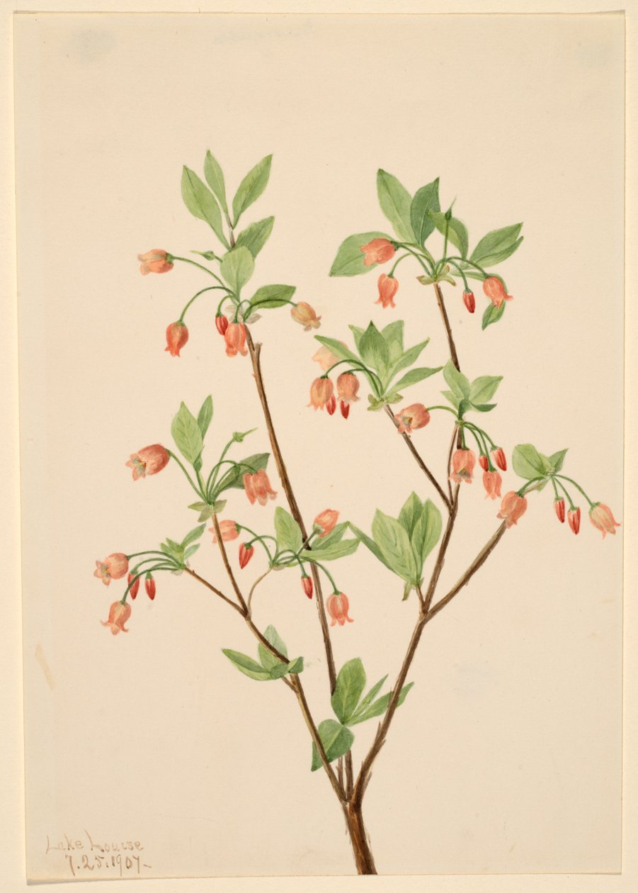 Menziesea Menziesea glabella, 1907. 作者 玛丽·沃克斯·沃尔科特