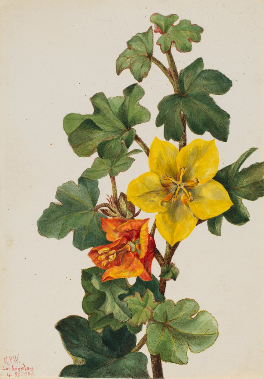 墨西哥小苍兰（Fremontodendron mexicanum） 作者 玛丽·沃克斯·沃尔科特