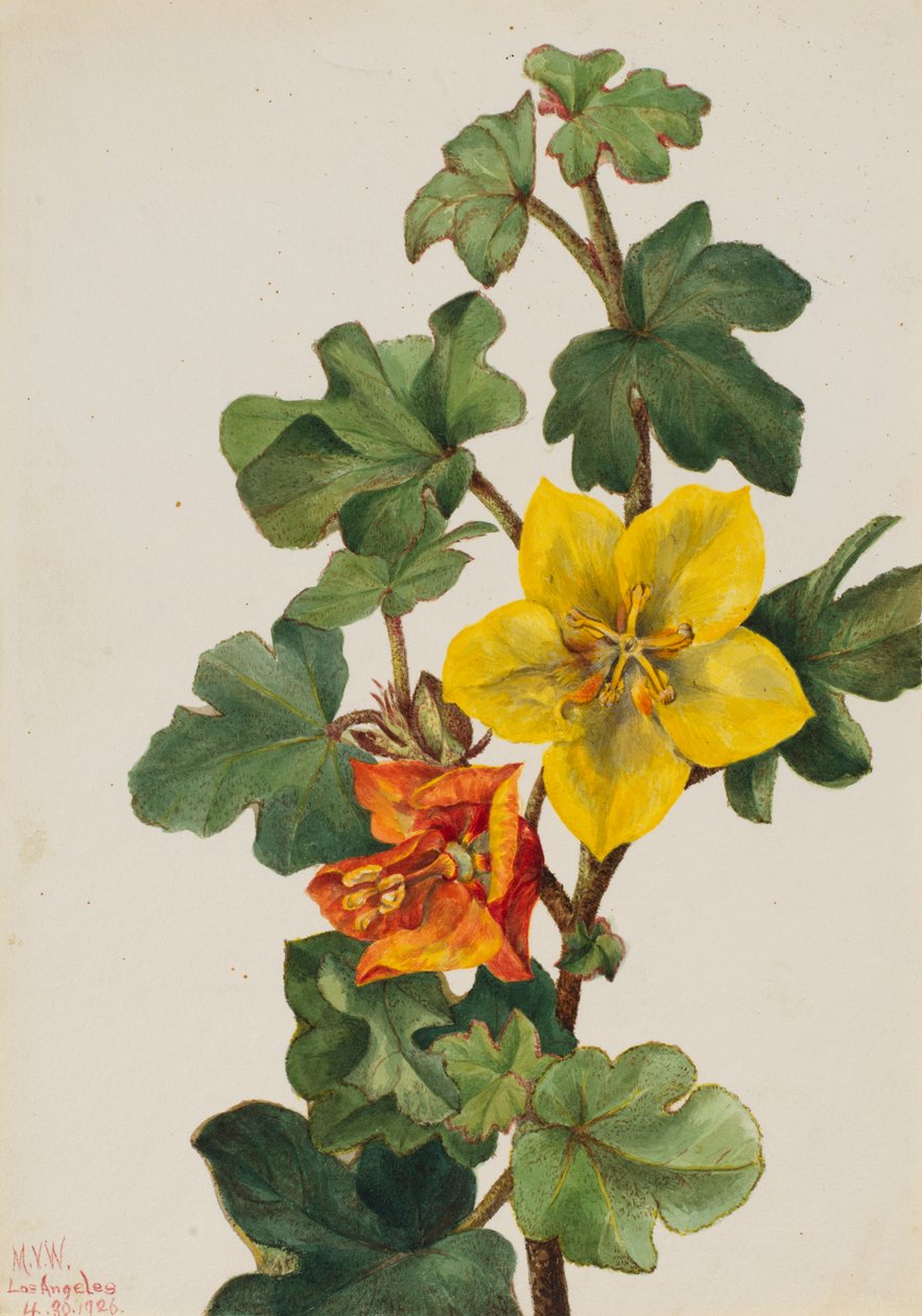 墨西哥Fremontia Fremontodendron mexicanum，1926。 作者 玛丽·沃克斯·沃尔科特