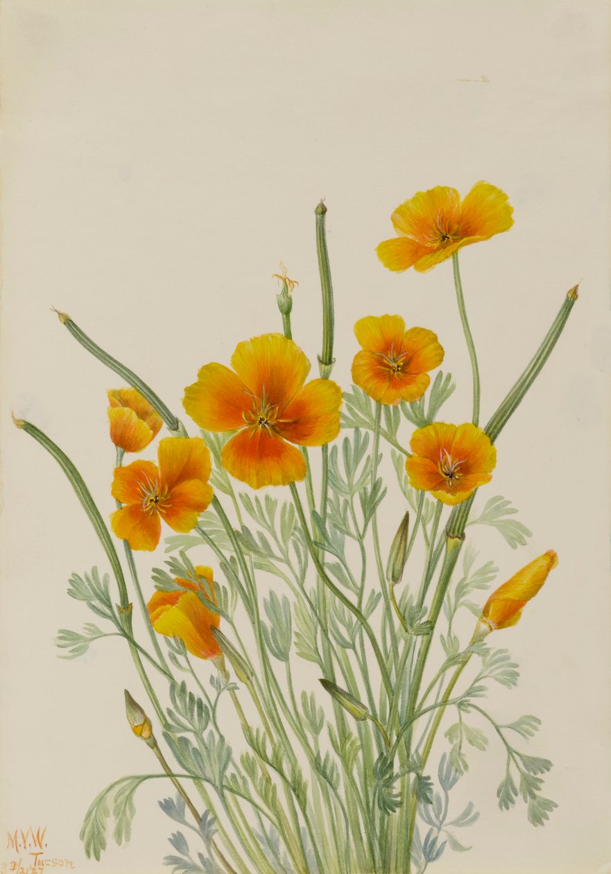 墨西哥罂粟 Eschscholtzia mexicana, 1927. 作者 玛丽·沃克斯·沃尔科特