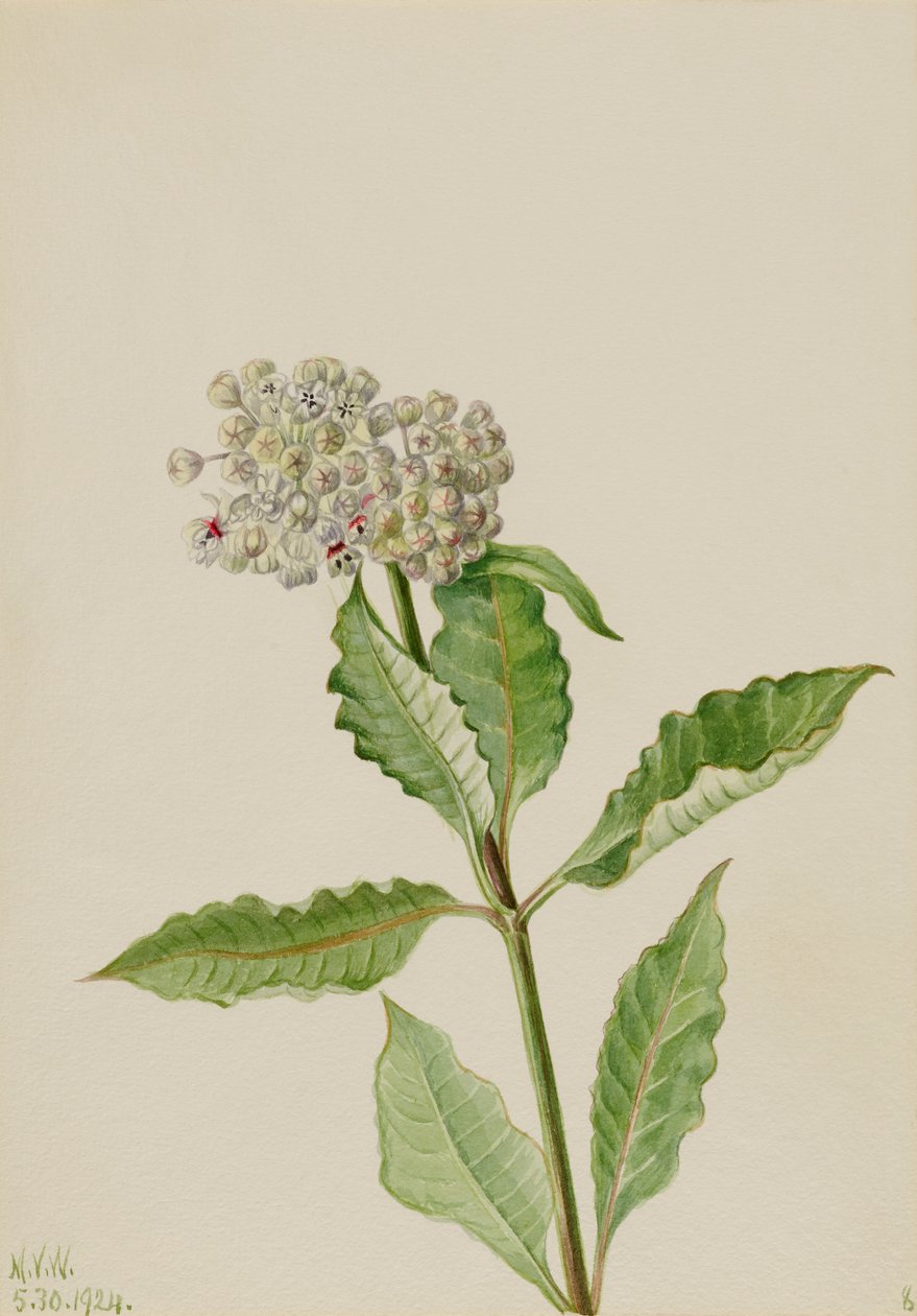 酢浆草（Ascelpias） 作者 玛丽·沃克斯·沃尔科特