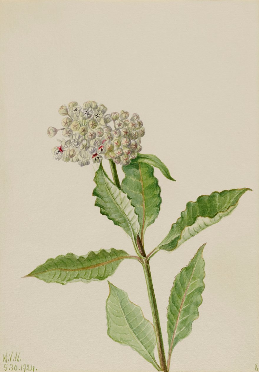 Milkweed Ascelpias, 1924. 作者 玛丽·沃克斯·沃尔科特
