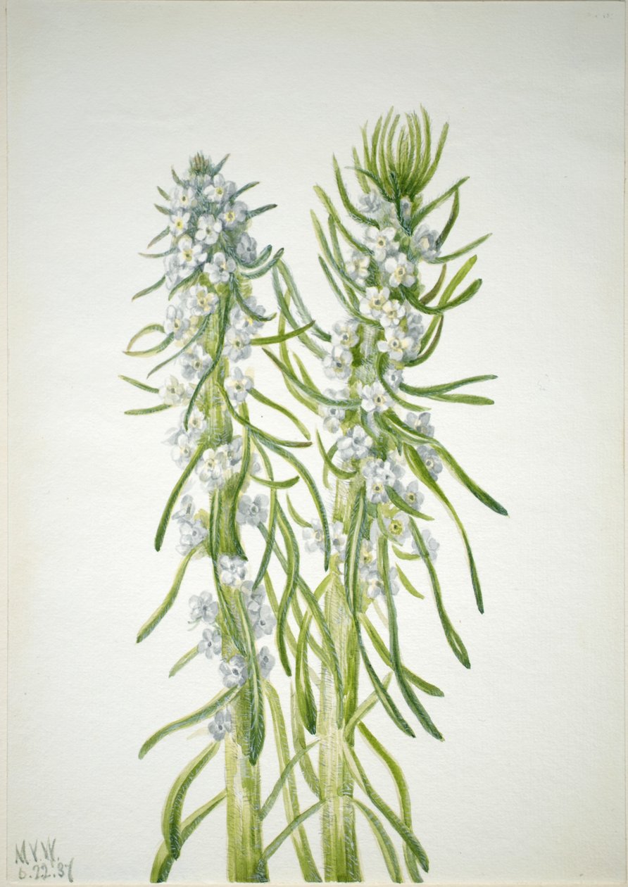 矿工蜡烛（Oreocarya virgata） 作者 玛丽·沃克斯·沃尔科特