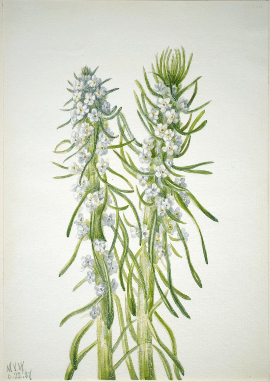 矿工的蜡烛 Oreocarya virgata, 1937. 作者 玛丽·沃克斯·沃尔科特