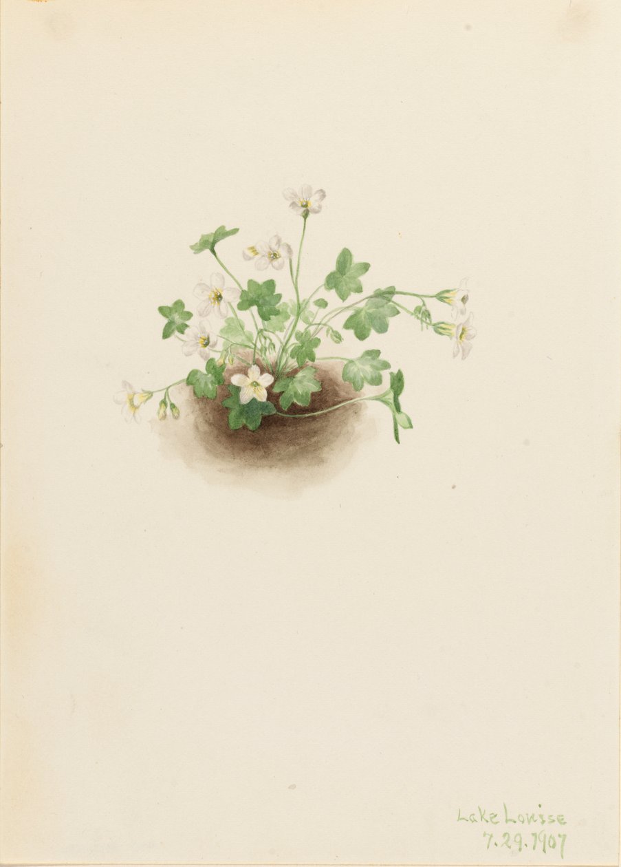 Mistmaiden Romanzoffia sitchensis, 1907. 作者 玛丽·沃克斯·沃尔科特