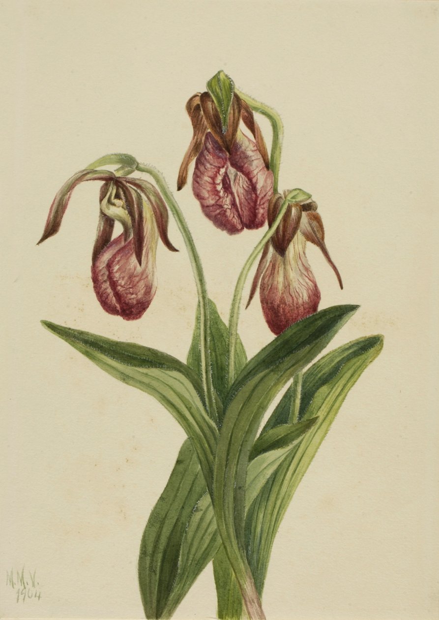 莫卡辛花（Cypripedium acaule） 作者 玛丽·沃克斯·沃尔科特