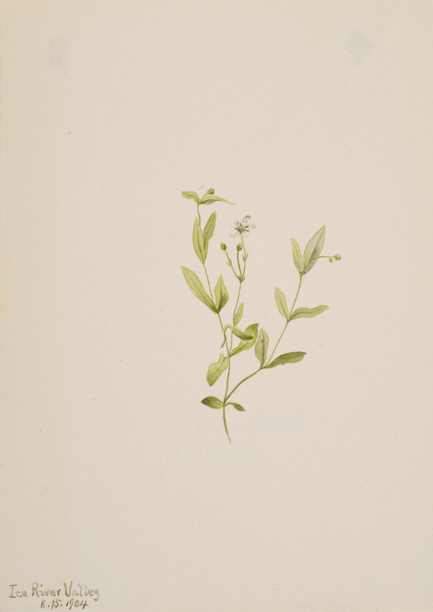 Moehringia laberiflora, 1904. 作者 玛丽·沃克斯·沃尔科特
