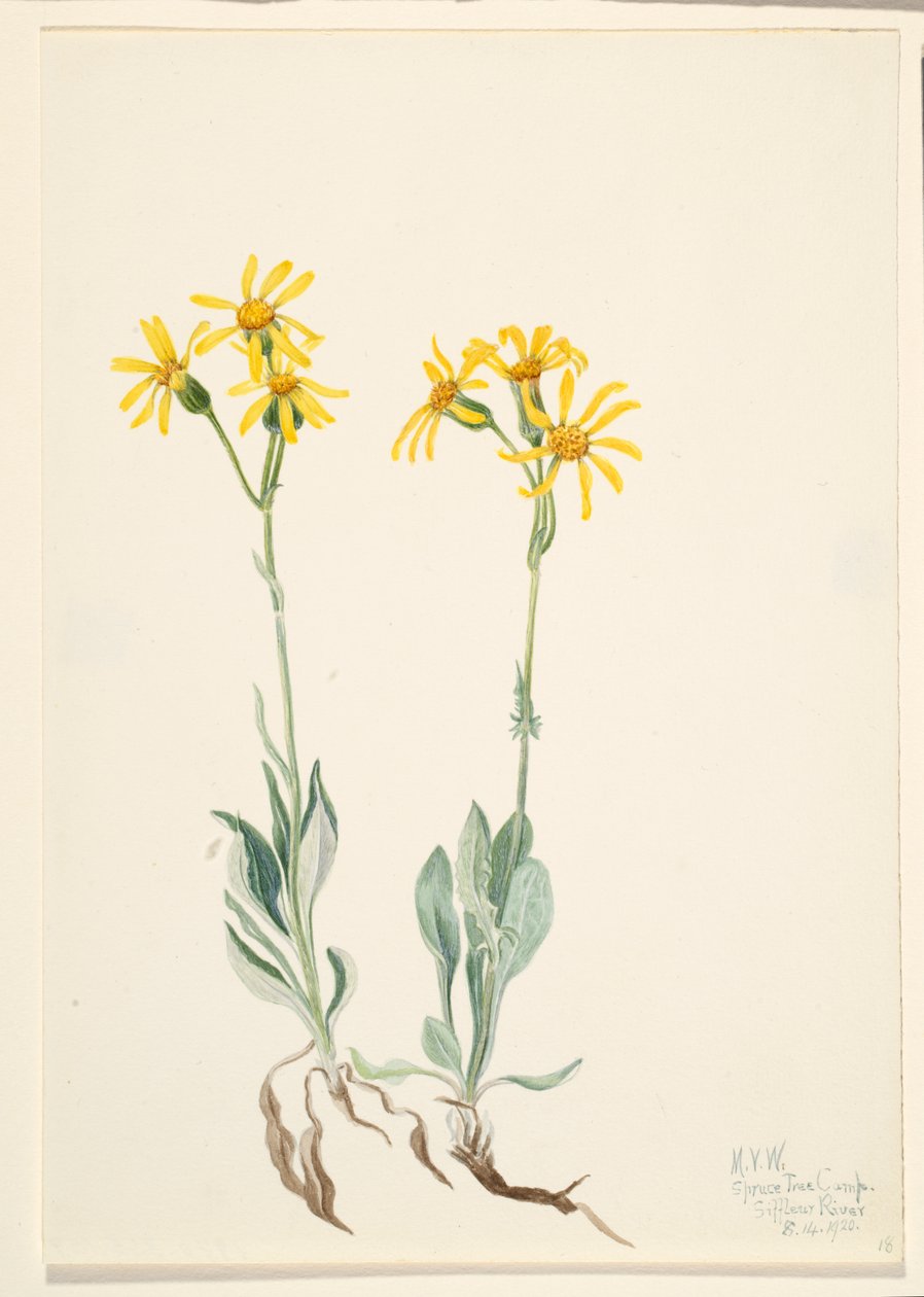 Montana Parnassia Parnassia montanesis, 1920. 作者 玛丽·沃克斯·沃尔科特