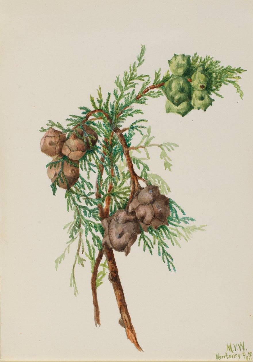 Monterey Cypress Cupressus macrocarpa, 1936. 作者 玛丽·沃克斯·沃尔科特