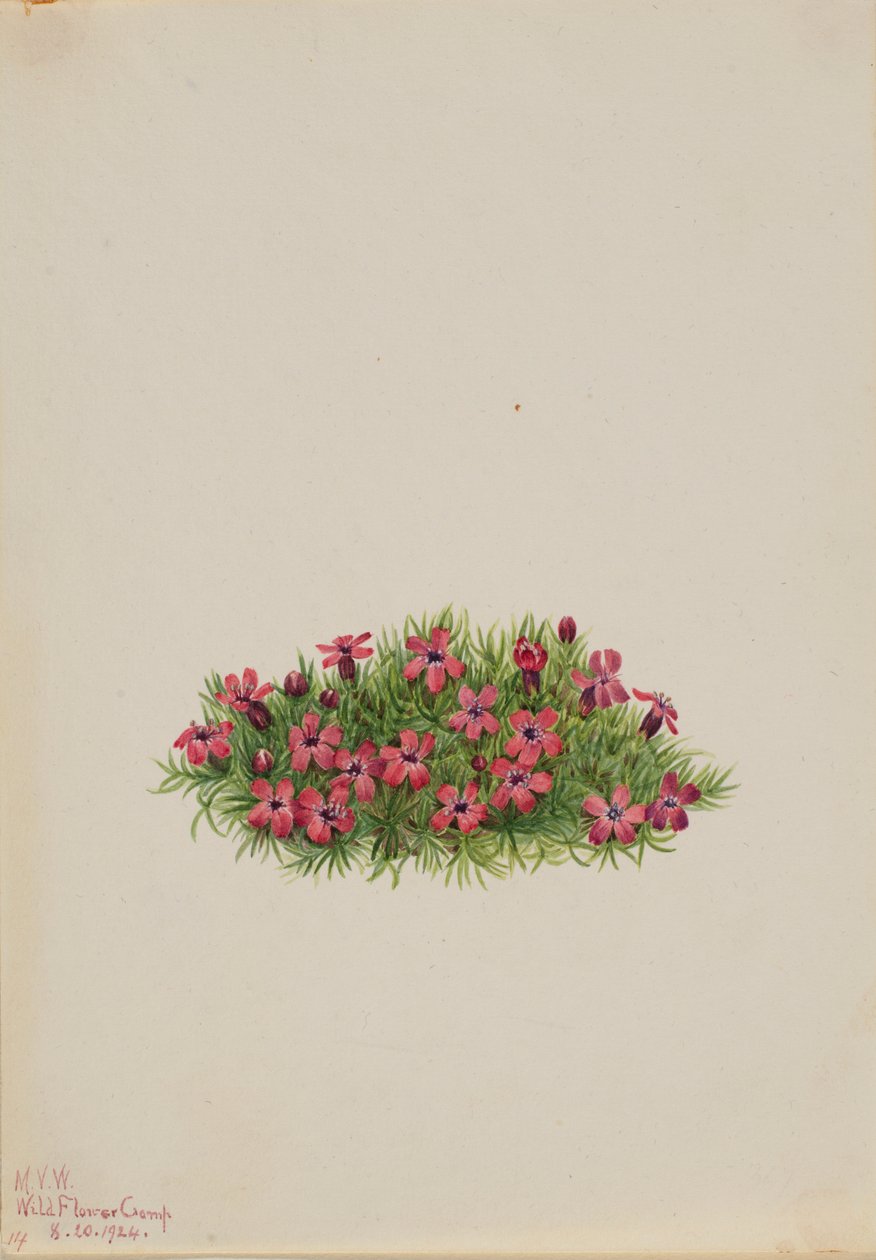 苔金葱（Silene acaulis） 作者 玛丽·沃克斯·沃尔科特
