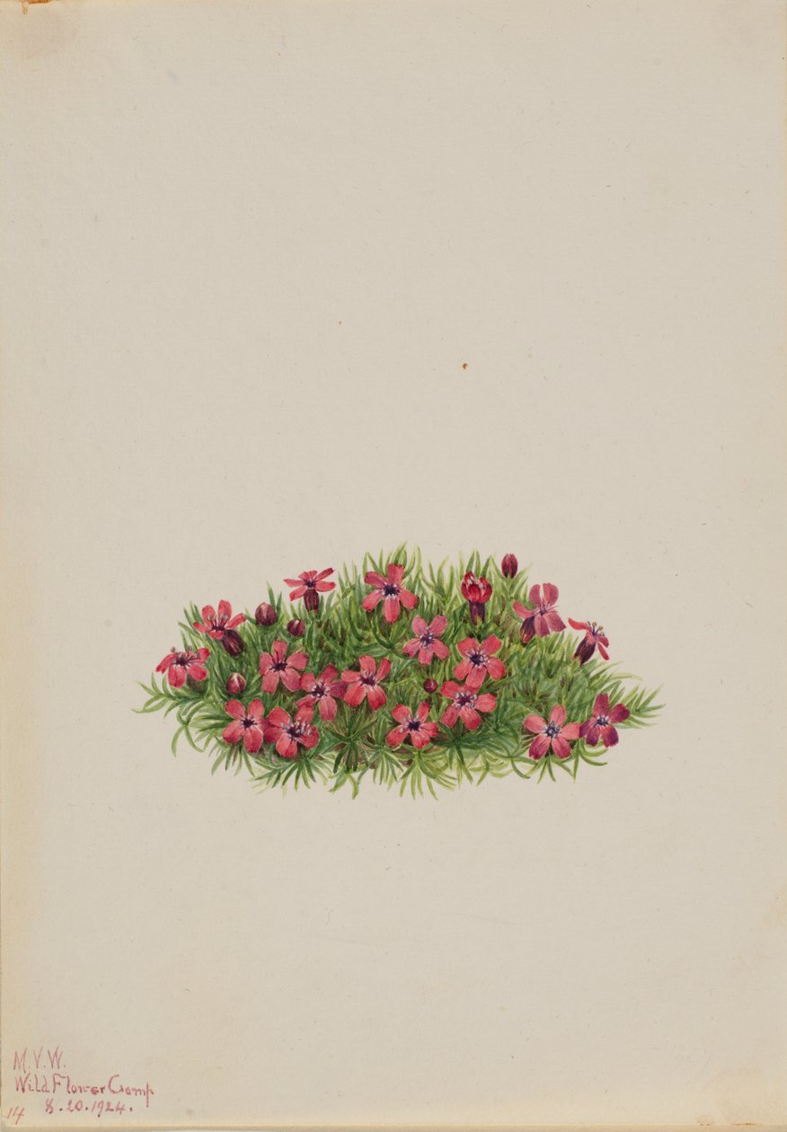 Moss Campion Silene acaulis, 1924. 作者 玛丽·沃克斯·沃尔科特