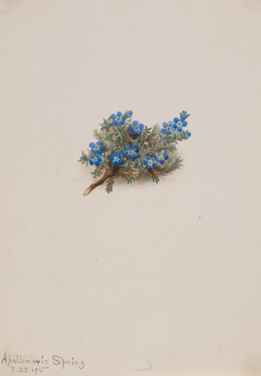 Moss Forget-me-not Eritichum elongatum, 1915. 作者 玛丽·沃克斯·沃尔科特