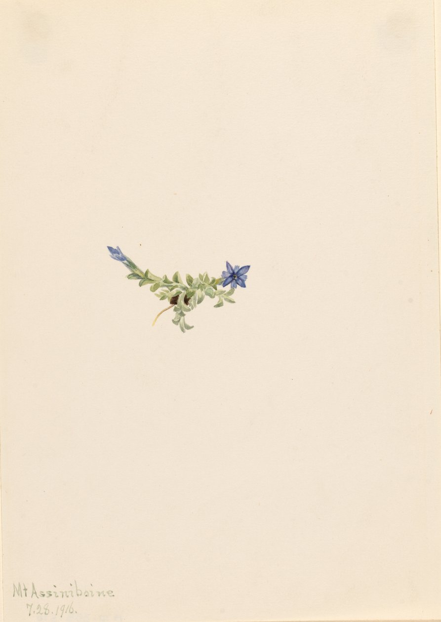 苔龙胆（Gentiana prostrata） 作者 玛丽·沃克斯·沃尔科特