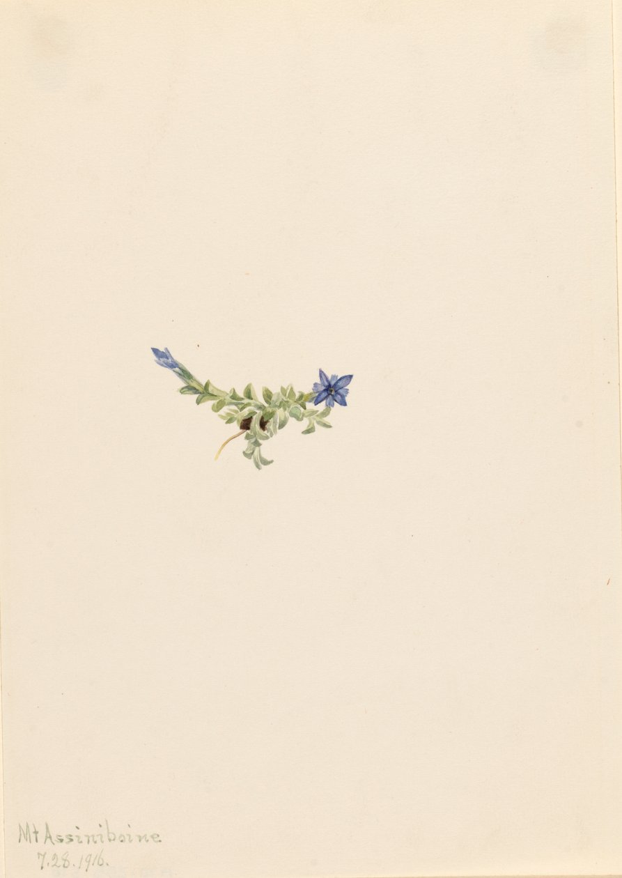 苔藓龙胆 Gentiana prostrata, 1916. 作者 玛丽·沃克斯·沃尔科特