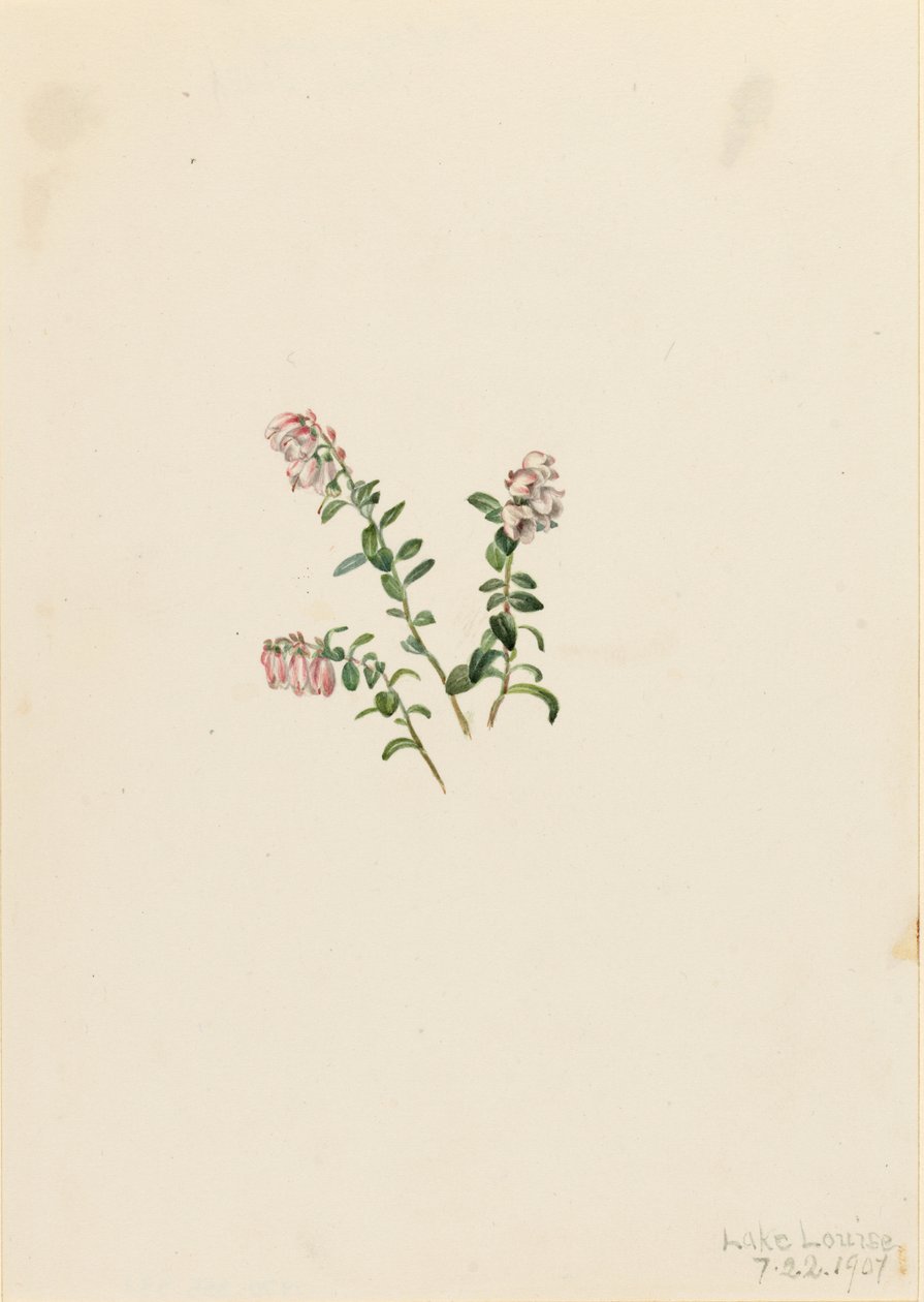山红莓（Vaccinium vitisidaea minus） 作者 玛丽·沃克斯·沃尔科特