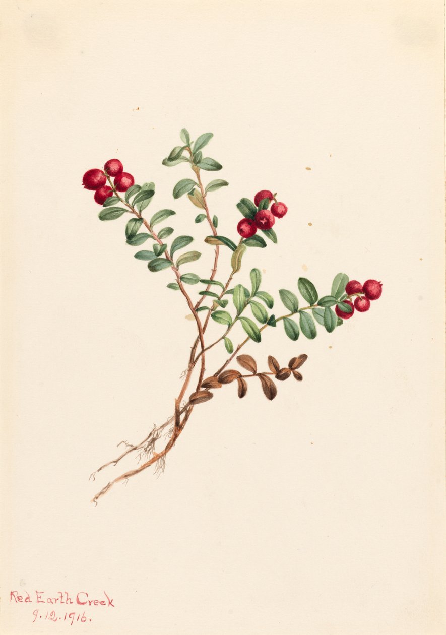 山地红莓 Vaccinium vitisdaea minus, 1916. 作者 玛丽·沃克斯·沃尔科特